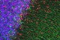 Anti-MeCP2 Antibody